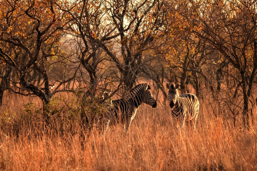 africa sun, wild life, zebras-1766772.jpg